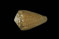 藏品(晚霞芋螺)的圖片